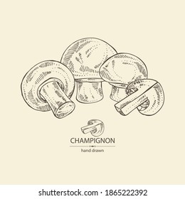 Background with champignon: mushroom agaricus and a bit of champignon. Mushroom. Vector hand drawn illustration