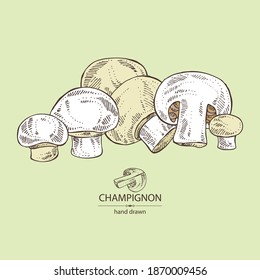 Background with champignon: mushroom agaricus and a bit of champignon. Mushroom. Vector hand drawn illustration