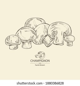 Antecedentes con campeón: el agarcio de hongos y un poco el campeón. Setas. Ilustración dibujada a mano por el vector