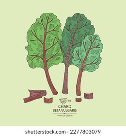 Background with chard: chard plant, mangold leaves and piece of mangold. Beta vulgaris. Vector hand drawn illustration. 