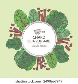 Antecedentes con acelga: planta de acelga, hojas de manglar y pedazo de manglar. Beta vulgaris. Vector dibujado a mano ilustración. 