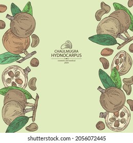 Background with chaulmugra: plant and chaulmugra fruits. Hydnocarpus. Cosmetic and medical plant. Vector hand drawn illustration