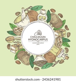 Background with chaulmugra: plant and chaulmugra fruits. Hydnocarpus.  Oil, soap and bath salt . Cosmetics and medical plant. Vector hand drawn illustration