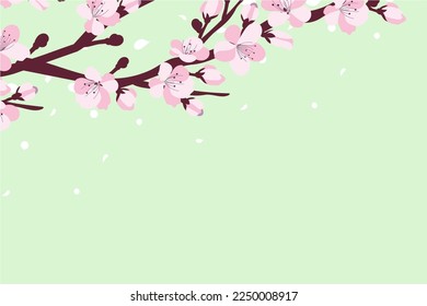 Background with cherry blossom. A branch with cherry blossoms isolated on a white background. Japanese sakura. Vector 