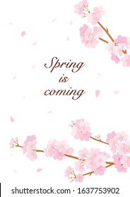 Background of cherry blossom vector illustration