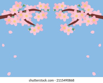 Background with cherry blossoms on top (sky blue background)