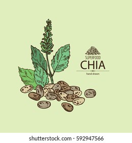 Background With Chia: Plant And Seeds. Superfood. Hand Drawn.