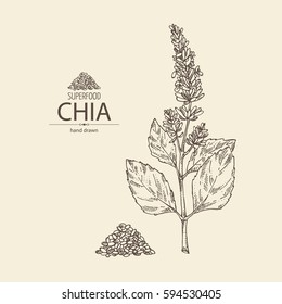 Background With Chia: Plant And Seeds. Superfood. Hand Drawn