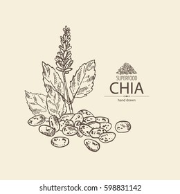 Background With Chia: Plant And Seeds. Superfood. Hand Drawn