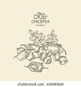 Background with chickpea. Hand drawn.