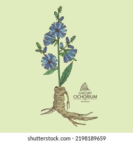 Background with chicory: chicory plant, leaves,  flowers and chicory root. Cichorium intybus. Vector hand drawn illustration.