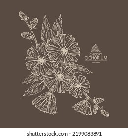 Background with chicory: chicory plant, leaves,  flowers and chicory root. Cichorium intybus. Vector hand drawn illustration.