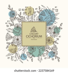 Background with chicory: chicory plant, leaves,  flowers and chicory root. Cichorium intybus. Vector hand drawn illustration.