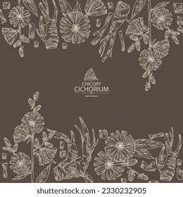 Background with chicory: chicory plant, leaves,  flowers and chicory root. Cichorium intybus. Vector hand drawn illustration.