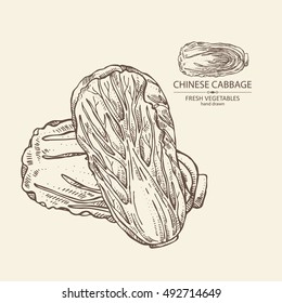 Background with chinese cabbage. hand drawn