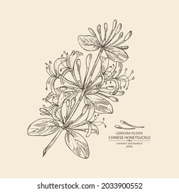 Background with chinese honeysuckle: plant, leaves and chinese honeysuckle flowers. Lonicera pileata. Cosmetic, perfumery and medical plant. Vector hand drawn illustration