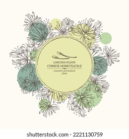 Background with chinese honeysuckle: plant, leaves and chinese honeysuckle flowers. Lonicera pileata. Cosmetic, perfumery and medical plant. Vector hand drawn illustration