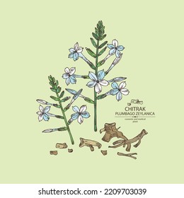 Background with chitrak: chitrak plant, leaves, plumbago zeylanica root and chitrak flowers. Plumbago zeylanica. Cosmetic and medical plant. Vector hand drawn illustration.