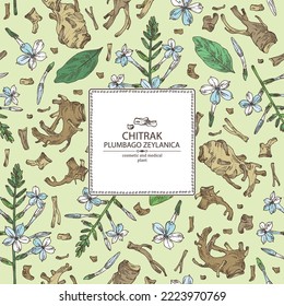 Background with chitrak: chitrak plant, leaves, plumbago zeylanica root and chitrak flowers. Plumbago zeylanica. Cosmetic and medical plant. Vector hand drawn illustration.