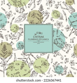Background with chitrak: chitrak plant, leaves, plumbago zeylanica root and chitrak flowers. Plumbago zeylanica. Cosmetic and medical plant. Vector hand drawn illustration.