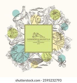 Background with chonemorpha macrofylla: chonemorpha macrofylla plant, leaves and chonemorpha macrofylla flowers. Oil, soap and bath salt . Cosmetics and medical plant. Vector hand drawn