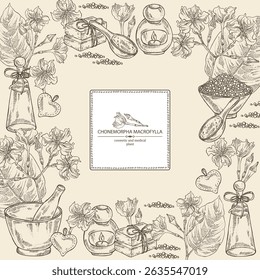 Background with chonemorpha macrofylla: chonemorpha macrofylla plant, leaves and chonemorpha macrofylla flowers. Oil, soap and bath salt . Cosmetics and medical plant. Vector hand drawn