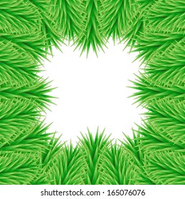 background of christmas tree branches