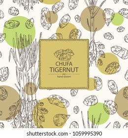 Background with chufa, tiger nut: tuber of chufa with nuts. Super food. Vector hand drawn illustration