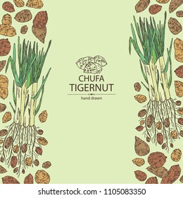 Background with chufa, tiger nut: tuber of chufa with nuts. Super food. Vector hand drawn illustration