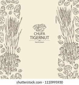Background with chufa, tiger nut: tuber of chufa with nuts. Super food. Vector hand drawn illustration