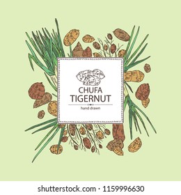 Background with chufa, tiger nut: tuber of chufa with nuts. Super food. Vector hand drawn illustration