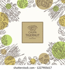 Background with chufa, tiger nut: tuber of chufa with nuts. Super food. Vector hand drawn illustration