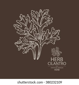 Background with cilantro. hand drawn 