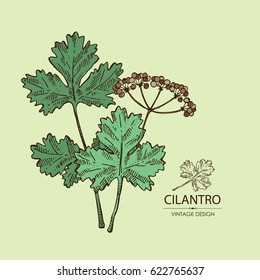 Background with cilantro. Hand drawn.