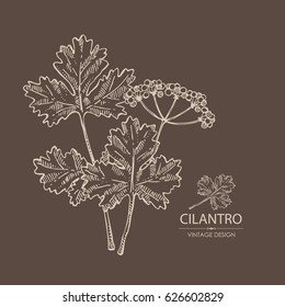 Background with cilantro. Hand drawn.