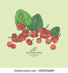 Background with cissampelos pareira: leaves, cissampelos berries and cissampelos pareira plant.  Cosmetic, perfumery and medical plant. Vector hand drawn illustration.