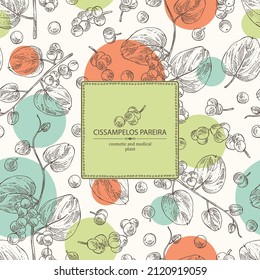 Background with cissampelos pareira: leaves, cissampelos berries and cissampelos pareira plant.  Cosmetic, perfumery and medical plant. Vector hand drawn illustration.