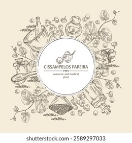 Background with cissampelos pareira: leaves, cissampelos berries and cissampelos pareira plant. Oil, soap and bath salt . Cosmetics and medical plant. Vector hand drawn illustration