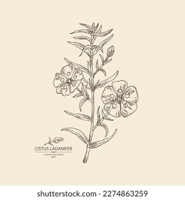 Background with cistus ladanifer: cistus plant, leaves and cistus ladanifer flowers. Cosmetic, perfumery and medical plant. Vector hand drawn illustration