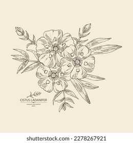 Background with cistus ladanifer: cistus plant, leaves and cistus ladanifer flowers. Cosmetic, perfumery and medical plant. Vector hand drawn illustration