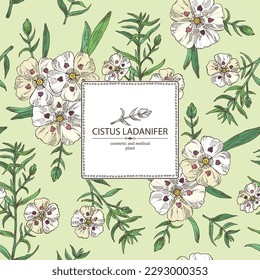Background with cistus ladanifer: cistus plant, leaves and cistus ladanifer flowers. Cosmetic, perfumery and medical plant. Vector hand drawn illustration