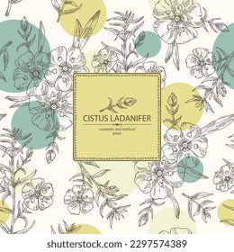 Background with cistus ladanifer: cistus plant, leaves and cistus ladanifer flowers. Cosmetic, perfumery and medical plant. Vector hand drawn illustration