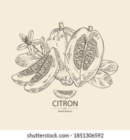 Background with citron: fruts, citron flower, leaves and zedrate slice. Citrus medica. Vector hand drawn illustration