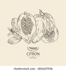 Fondo con citrón: frutas, flores de citrón, hojas y rodajas de zedrate. Citrus medica. Ilustración dibujada a mano por el vector