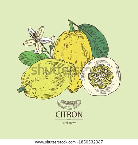 Background with citron: fruts, citron flower, leaves and zedrate slice. Citrus medica. Vector hand drawn illustration