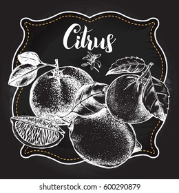 Background with citrus fruits. Composition of grapefruit, lemon, tangerine. Template for design leaflets, labels, banners. Ink Hand drawn vector illustration.