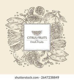 Fundo com citrinos fruitst: limão dedo, toranja, yuzu e cítron com dedos. Ilustração desenhada à mão vetorial.