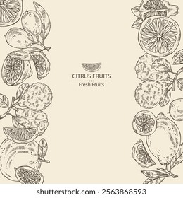 Background with citrus fruitst:  kaffir lime, lemon, grapefruit and kumquat. Vector hand drawn illustration.