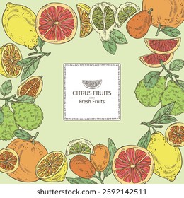 Background with citrus fruitst:  kaffir lime, lemon, grapefruit and kumquat. Vector hand drawn illustration.