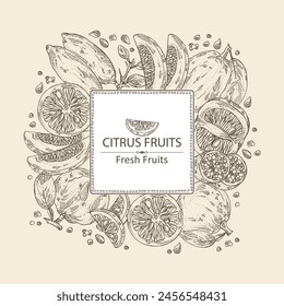 Background with  of citrus fruitst: yuzu, citron, grapefruit and bitter orange. Vector hand drawn illustration.